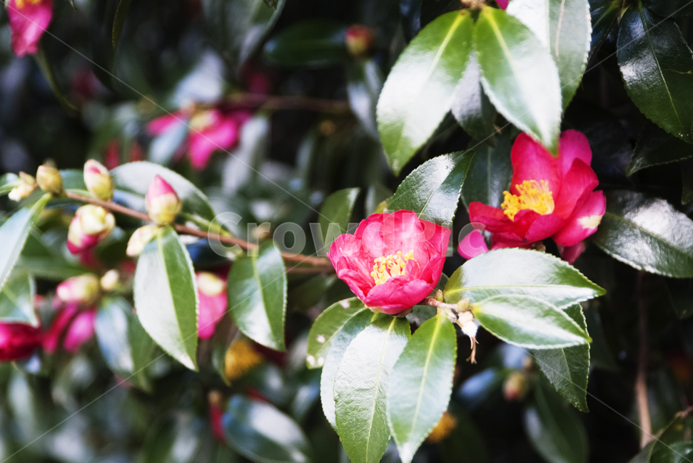 plant,식물,동백꽃,꽃,flower,접사