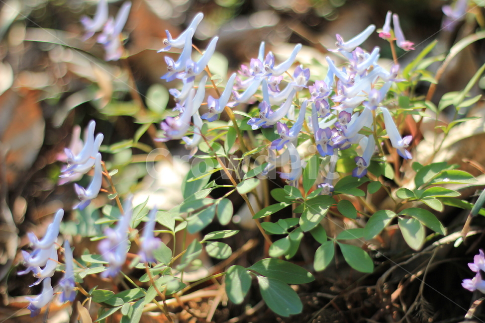 plant,식물,blossom,flower,꽃,현호색,commoncorydalis,玄胡索,풀,식물,자연,plants,nature,꽃,flower