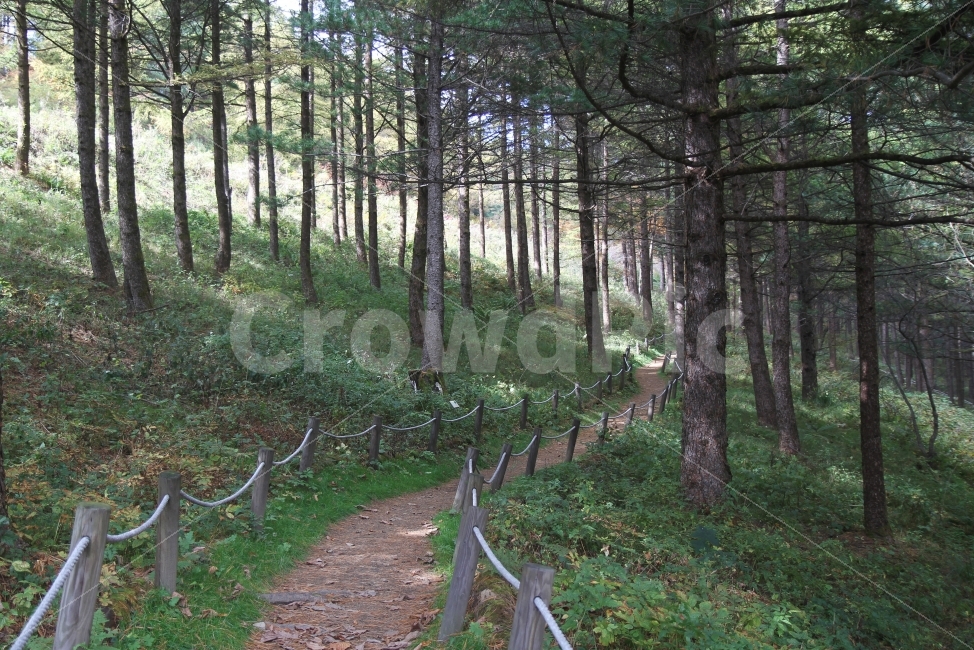 숲길,자연길,길,가을길,나무,자연,풍경,nature,landscape,식물,plants,나무,trees,wood,outdoors,옥외,tree,plant,vegetation,초목,forest,숲,woodland,삼림지,land,땅,grove,작은 숲,ground,바닥,path,통로