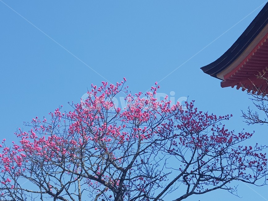 오사카,교토,매화,하늘,봄,봄,계절,spring,season,해외,외국,세계,foreign,oversea,world,건축물,건물외관,exterior,building,structure,architecture,construction