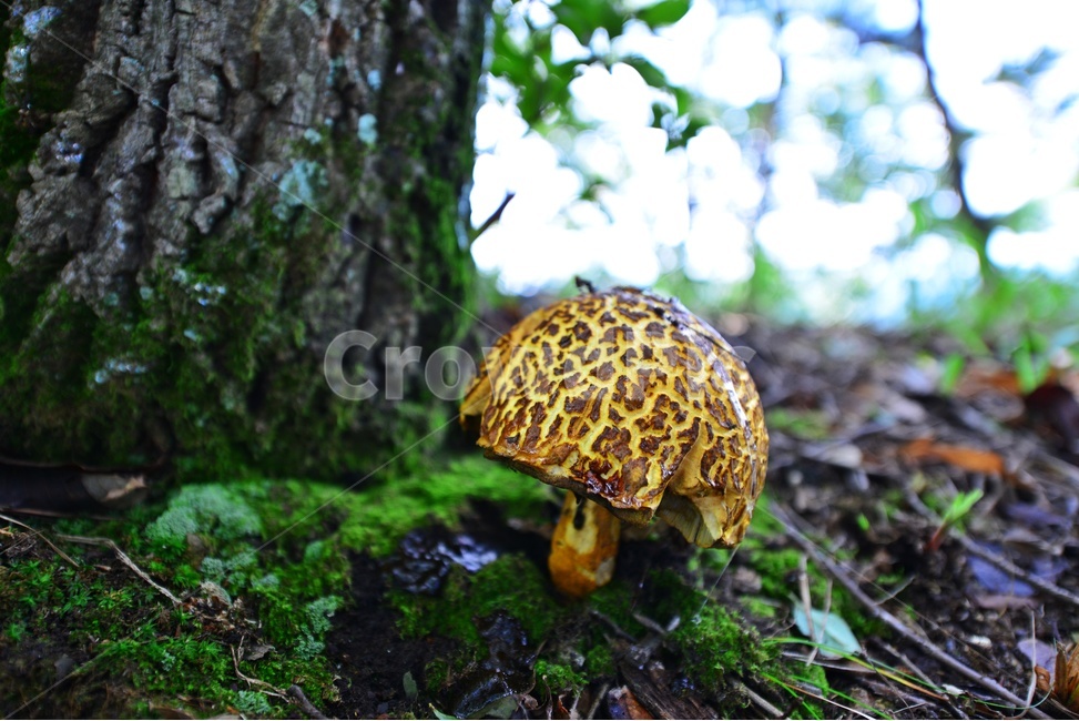fungus,진균류,plant,식물,버섯,송이버섯,식재료,음식,소나무,이끼