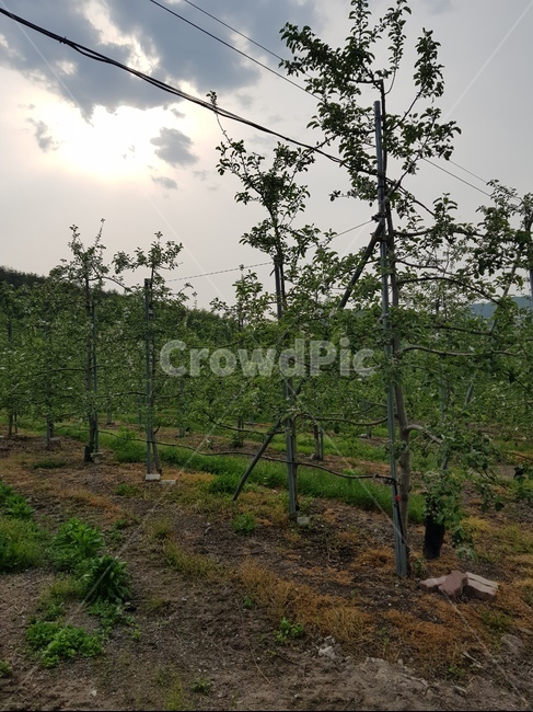 사과농장,사과나무,appletree,applefarm,tree,사과꽃