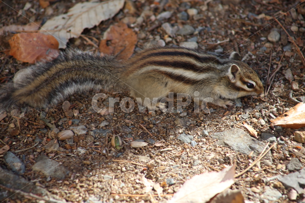 야생동물,다람쥐,줄무늬다람쥐,동물,squirrel,chipmunk,한국다람쥐,Siberianchipmunk,동물,animal,포유류,mammal