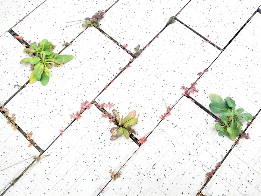 leaf,잎,plant,식물,바닥,땅바닥,풀,생명
