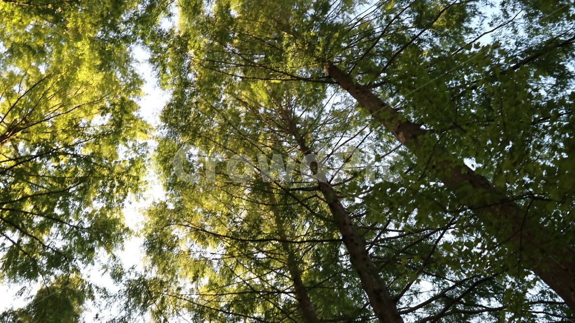 tree,나무,plant,식물,햇살,햇빛,숲