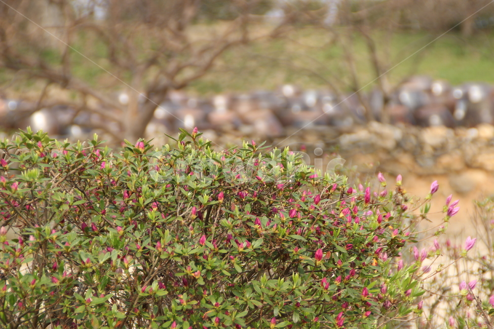 봄,항아리,장독,옹기,꽃,철쭉,배경,spring,pot,flower,royalazalea,background