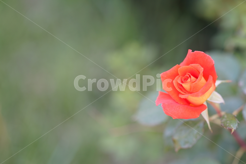 장미,꽃,자연,로즈,플라워,flower,rose,생명,풍경,감성사진,감성,잎,컬러,칼라,색감,식물,자연,plants,nature,꽃,flower