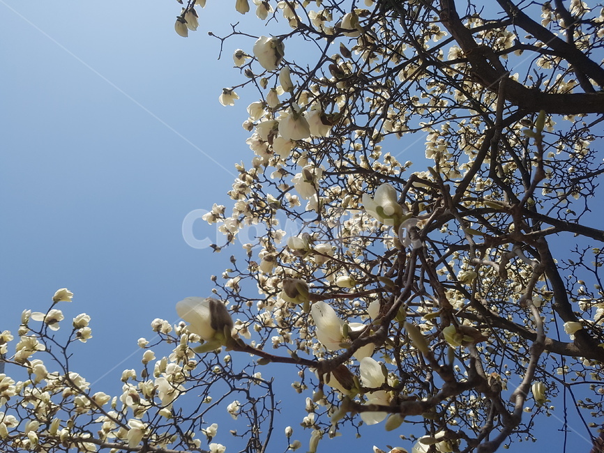 봄,spring,꽃,flower,목련,목련꽃,봄,계절,spring,season,식물,자연,plants,nature,꽃,flower