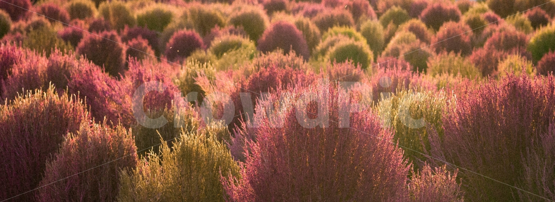 양주,코키아,나리공원,감성,색감,자연,풍경,nature,landscape,감성,sensible,feeling