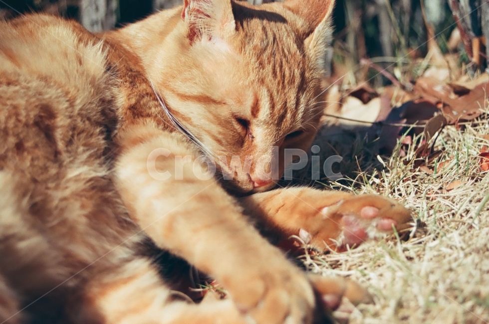 고양이,cat,동물사진,동물,고양이사진,animal,kitty,감성사진,감성,emotion,표정,얼굴,감정,졸림,풀밭,자연,sleepy,냥이,길고양이,발,paw,동물,animal,포유류,mammal,고양이,cat,kitten,kitty,감성,sensible,feeling