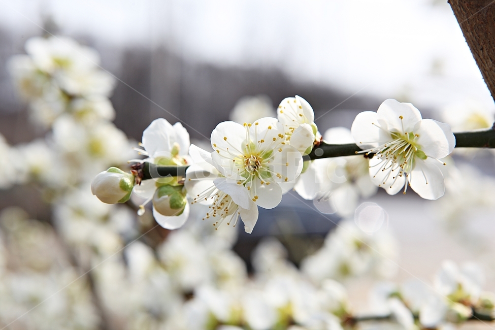 매화꽃,매화,꽃,꽃잎,봄꽃,봄,공원,식물,자연,식물,자연,plants,nature,꽃,flower