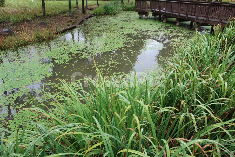 식물원,공원,습지,조성,숲,산책,산책로,자연,자연,풍경,nature,landscape,water,물,land,땅,outdoors,옥외