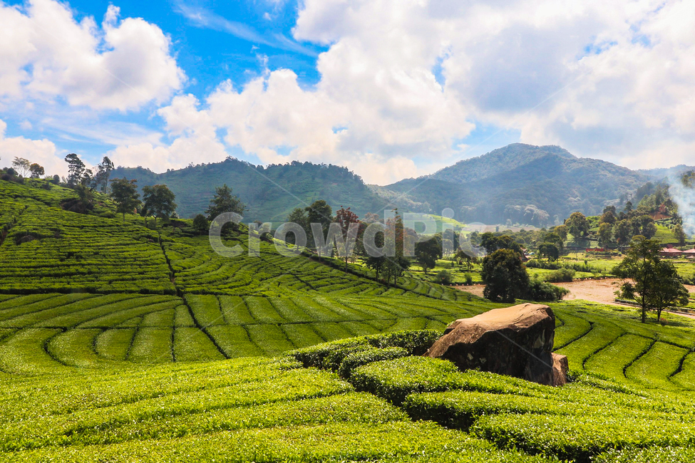차밭,자연,차,산,풍경,자연,풍경,nature,landscape,outdoors,옥외,field,들