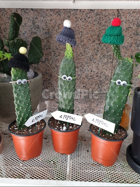 식물,선인장,화분,plant,가시