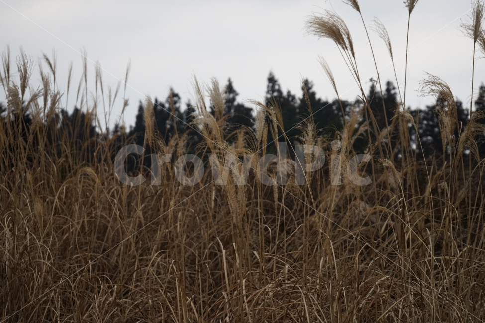 제주도,갈대밭,갈대,바람,겨울,식물,자연,plants,nature,가을,계절,fall,autumn,season,grass,잔디,plant,lawn,reed