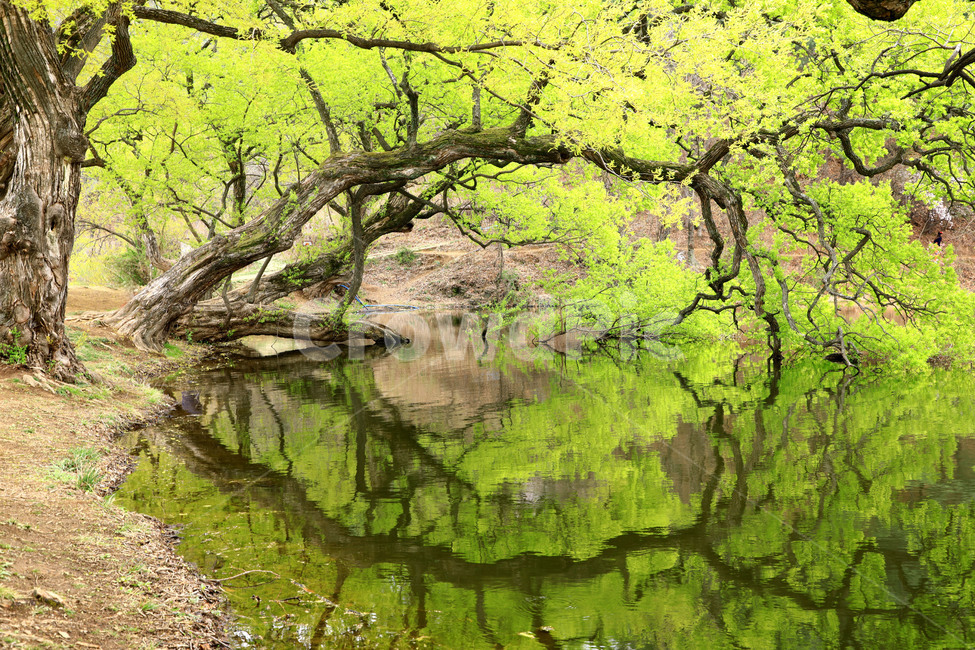반영,버드나무,자연,연두,봄,자연,풍경,nature,landscape,휴식,힐링,rest,relaxation,healing,water,물,plant,식물,tree,나무