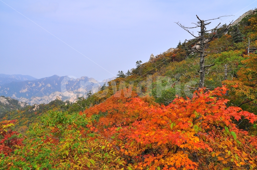 가을,설악산,국립공원,단풍,시즌,계절,단풍잎,leaf,season,maple,시안,디자인,디자이너,출판,편집,책자,서적,사보,카다로그,콘텐츠,리플렛,브로셔,모바일,팝업,전단,광고,색감,칼라풀,아름다운,뷰티풀,beautiful,sns,ebook,웹,마케팅,마켓팅,느낌,서정,나뭇,봉우리,능선,찬란한,화려한,mountain,autumn,fall,red,colorful,emotion,feeling,10월,그림같은,힐링,알록달록,울긋불긋,자연,식물,숲,산,명소,절경,산행,등산,관광,절정,빨강,노랑,초록,가을산,가을,계절,fall,autumn,season,자연,풍경,nature,landscape,한국자연풍경,한국자연경관,korea nature landscape,잎,plant,tree,나무