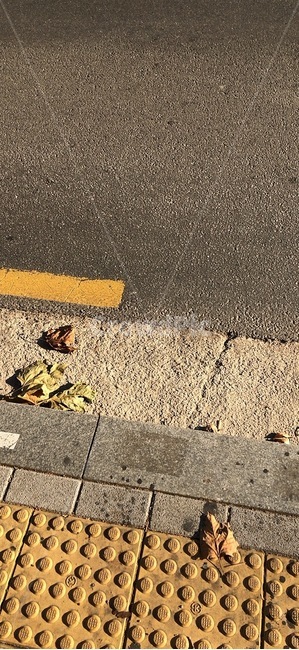 아스팔트,도로,거리,가을,asphalt
