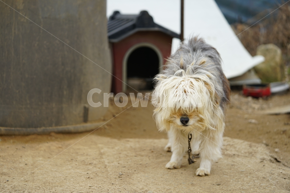 강아지,개,동물,애니멀,애완동물,dog,반려견,동물,animal,포유류,mammal,개,강아지,dog,doggy