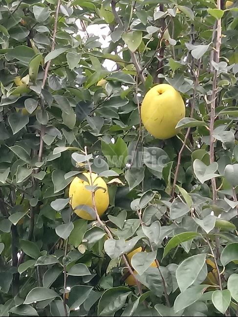 식물,모과,열매,과일,장미과,과일,열매,fruit