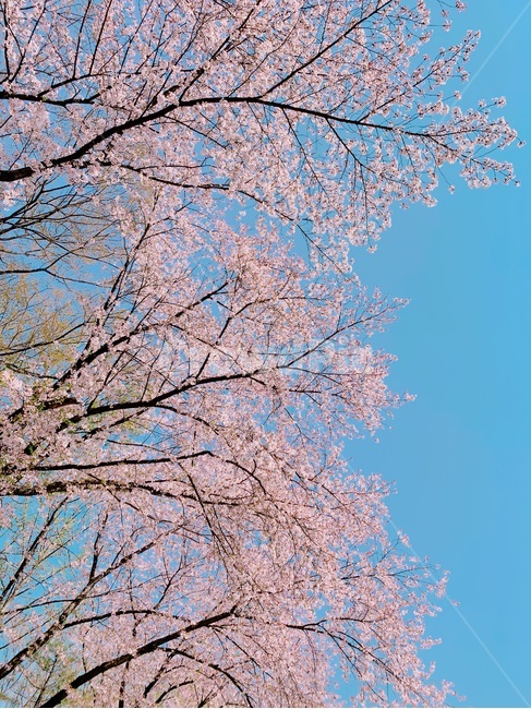 하늘,벚꽃,흩날리는,꽃,분홍