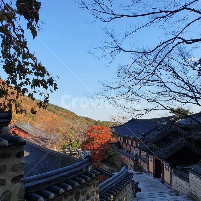 roof,지붕,자연,가을,하늘,풍경,단풍,낙엽,식물,sky,나무줄기