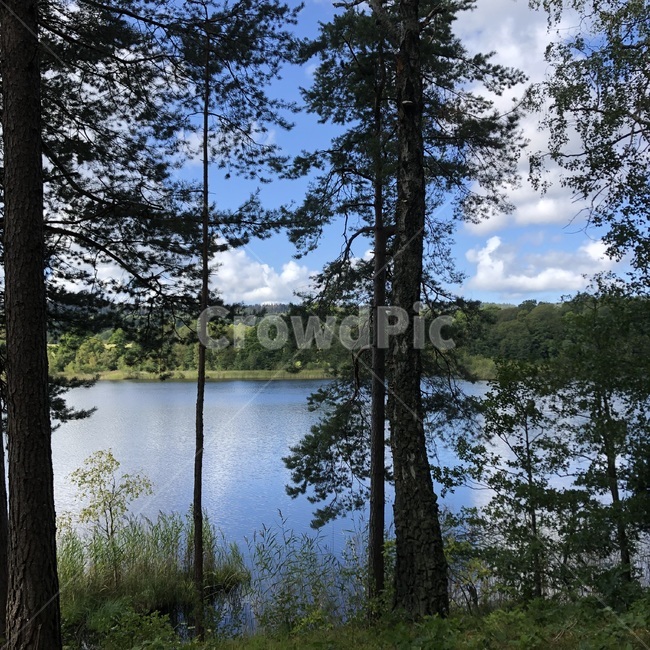 스웨덴,북유럽,sweden,lake,water,wood,nature,plant,식물,자연,tree,outdoors,옥외