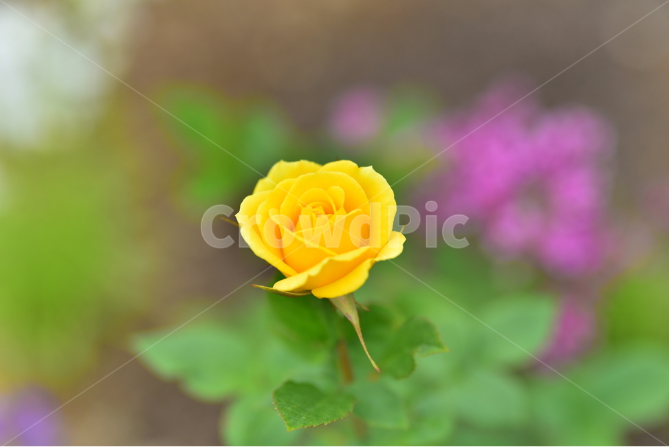 꽃,야생화,정원,수목원,자연,봄,여름,장미,식물,자연,plants,nature,꽃,flower