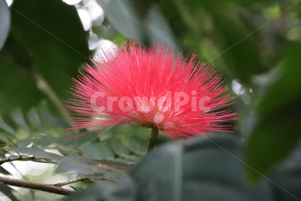 꽃,자연,수목원,꽃나무,풍경,식물,자연,plants,nature,꽃,flower