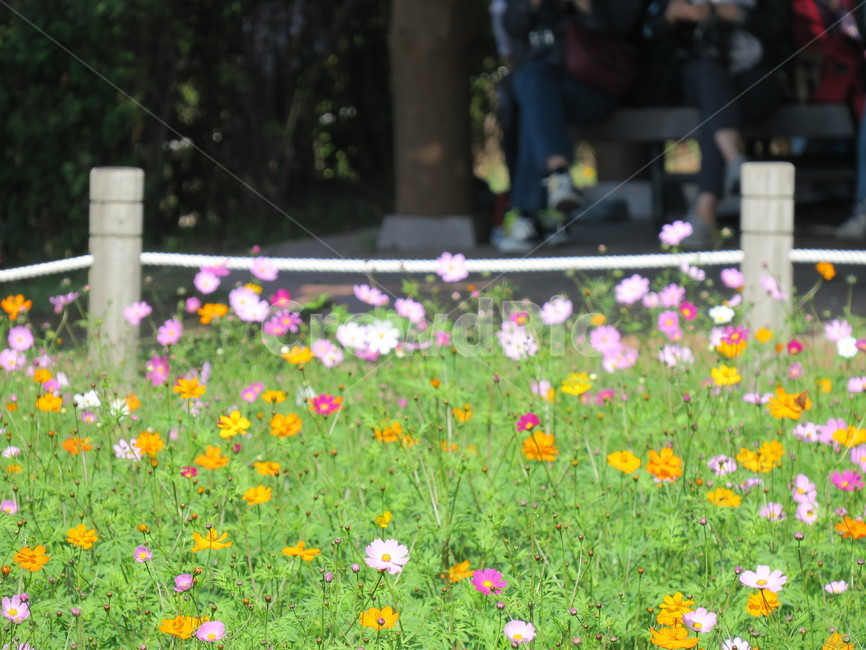 풀,꽃,초록,자연,식물,옥외,식물,자연,plants,nature,꽃,flower