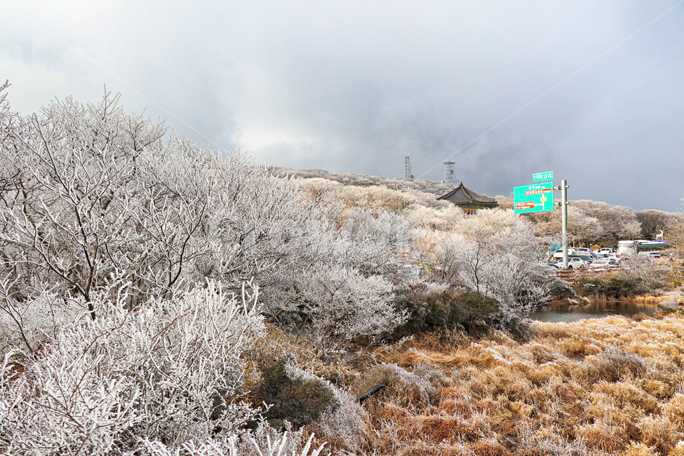 제주도,한라산,1100고지,한라산1100고지,설경,눈꽃,눈,snow,자연,옥외,outdoors,nature