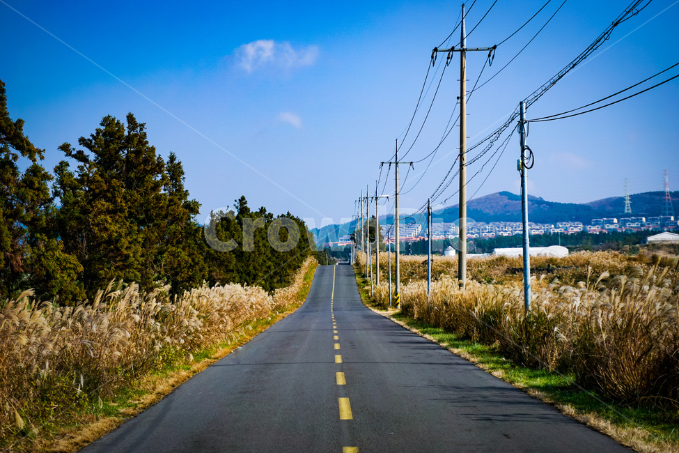 도로,억새,제주도,가을,국도,자연,풍경,nature,landscape,road,asphalt,아스팔트,freeway,고속 도로,highway,고속도로