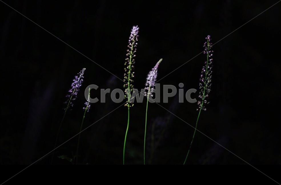 여름꽃,여름식물,뚝방,함안,여름,식물,자연,plants,nature,꽃,flower