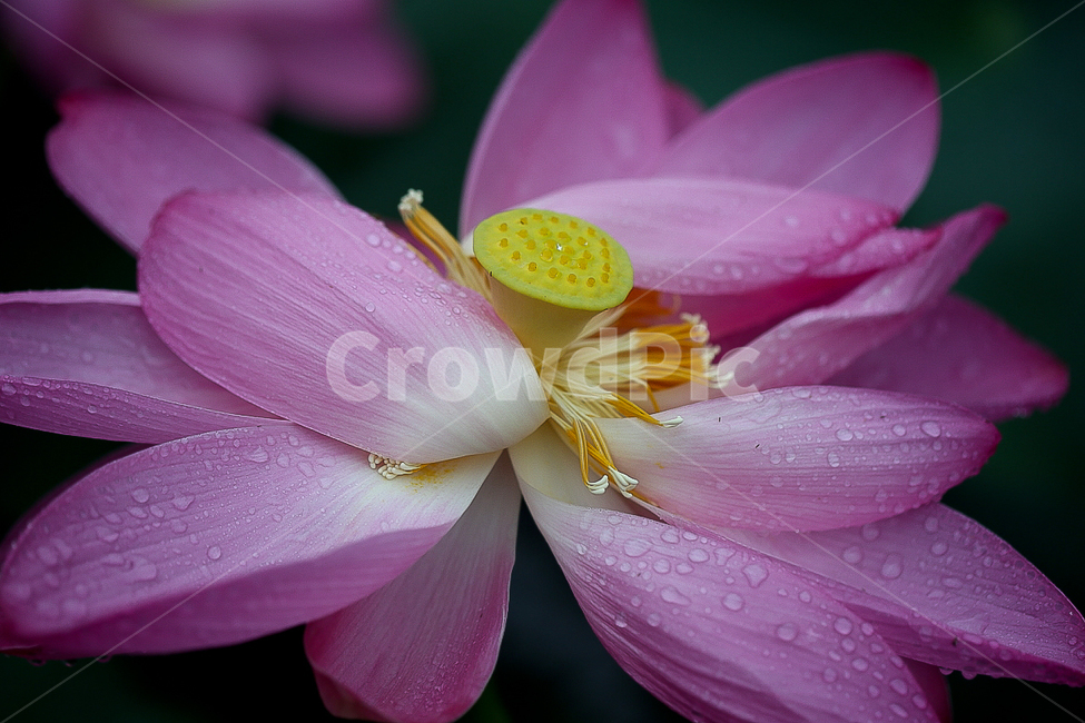 연꽃,여름,7월,홍련,빗방울,물방울,식물,자연,plants,nature,꽃,flower