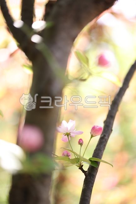 spring,spring flowers,appletree,crabapple,flower apple,apple tree