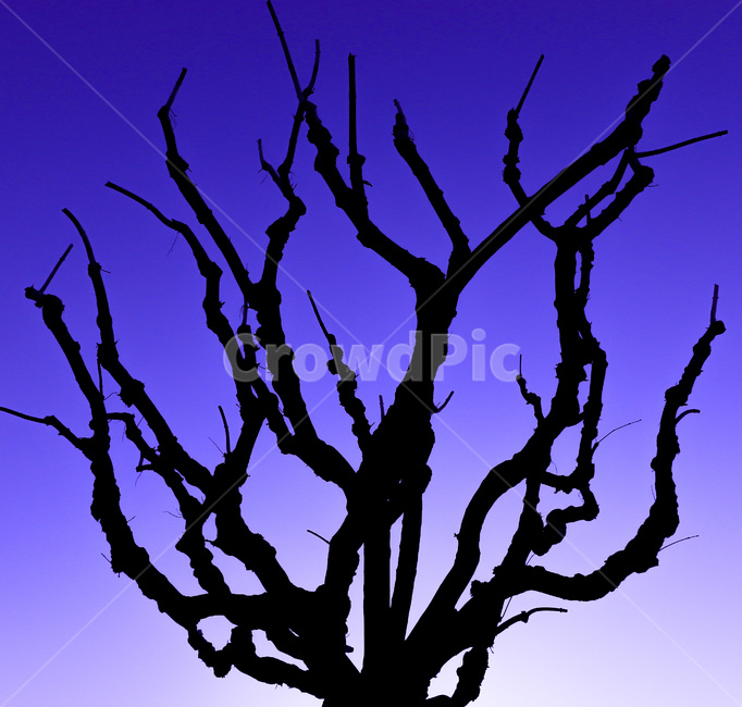 나무,나뭇가지,남색,보라,파랑,blue,purple,tree,branch,식물,자연,plants,nature,나무,trees,wood,실루엣,그림자,silhouette,shadow