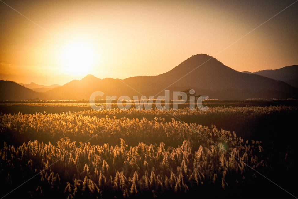 가을,계절,갈대,순천만,자연,풍경,태양,해,햇빛,만,autumn,fall,seasons,reed,suncheonbay,bay,nature,landscape,sun,sunlight,일몰,sunset,mountain,산,sunfall,가을,계절,fall,autumn,season,자연,풍경,nature,landscape,한국자연풍경,한국자연경관,korea nature landscape,휴식,힐링,rest,relaxation,healing,flare,플레어,light,빛,outdoors,옥외