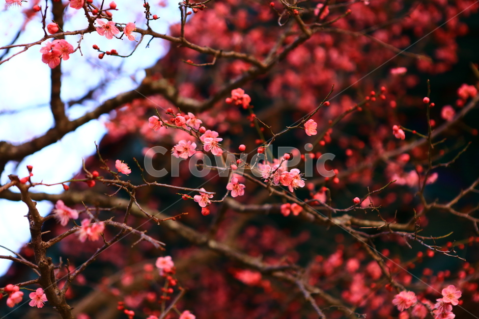 통도사,매화,빨강,절,꽃,봄꽃,봄,계절,spring,season,식물,자연,plants,nature,꽃,flower,plant,blossom