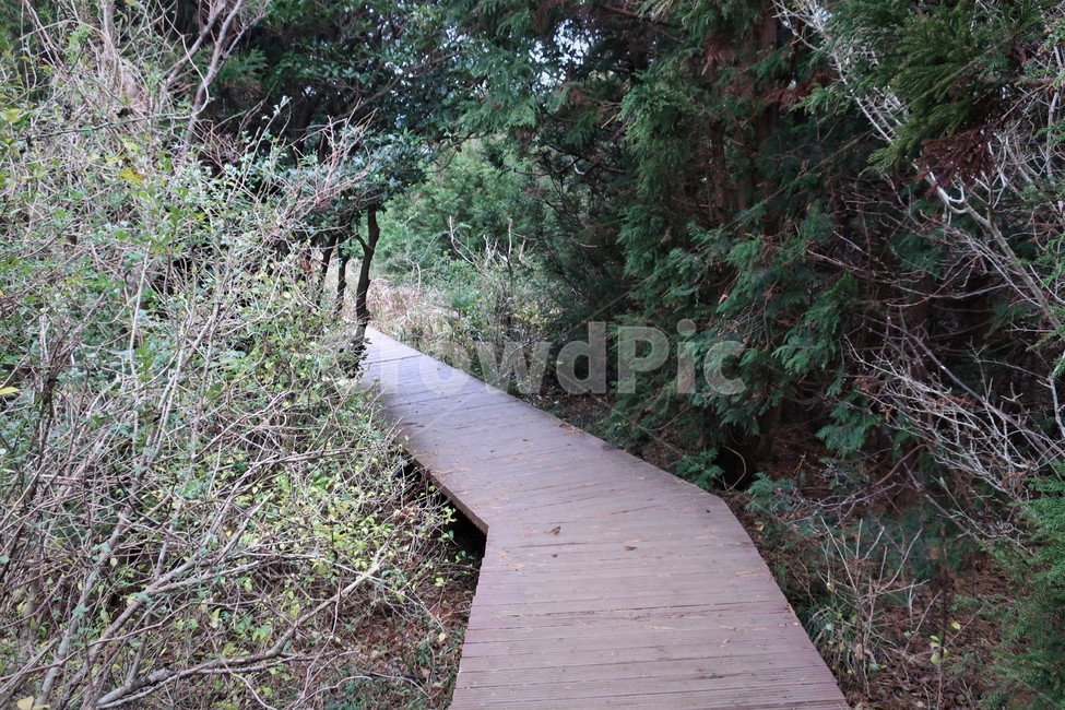 제주,유네스코,검은오름,탐방,삼나무,숲길,화산,활동,생태,학습,자연,유산,자연,풍경,nature,landscape