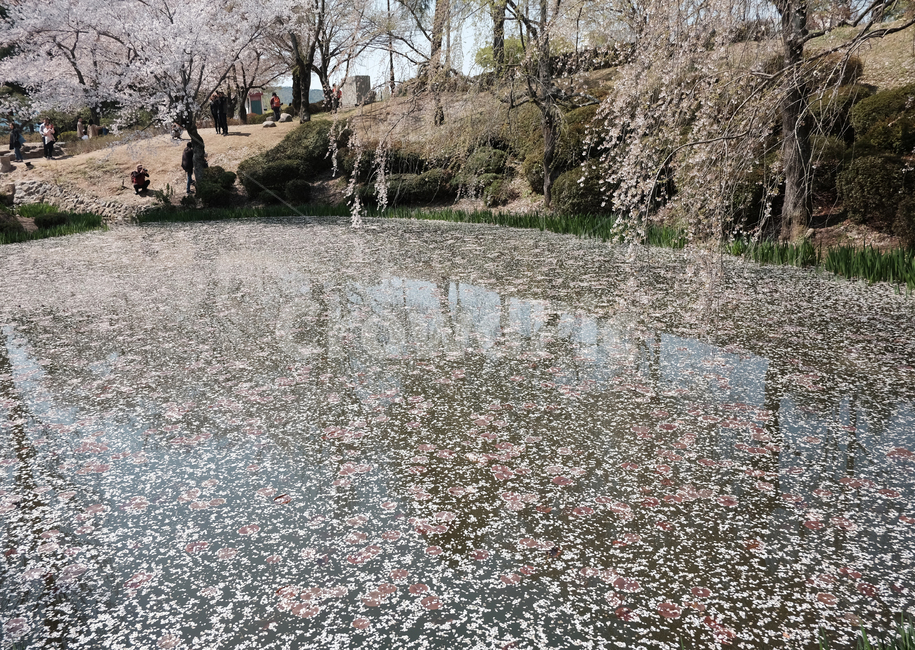 보문정,경주,벚꽃,경주벚꽃,보문정벚꽃,자연,풍경,nature,landscape,cherry blossom,plant,식물,flower,꽃,blossom
