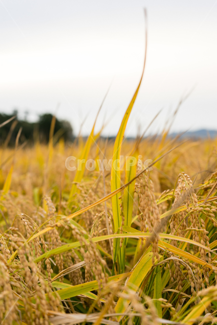 들,field,plant,식물,vegetation,초목,grassland,목초지,outdoors,옥외,food,음식,vegetable,야채,곡물,grain,생산액,produce