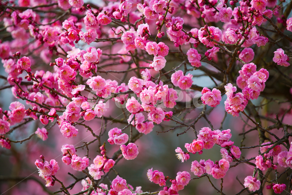 꽃,홍매화,plant,flower,봄,식물,식물,자연,plants,nature,꽃,flower