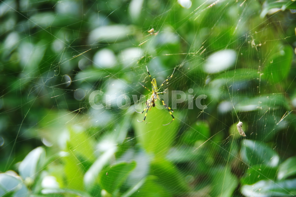 거미,자연,곤충,정원,거미줄,곤충,벌레,insect,bug
