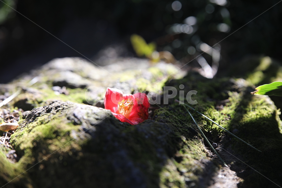 동백꽃,빛,떨어진꽃,바위,볕,햇빛,봄,계절,spring,season,식물,자연,plants,nature,꽃,flower,휴식,힐링,rest,relaxation,healing