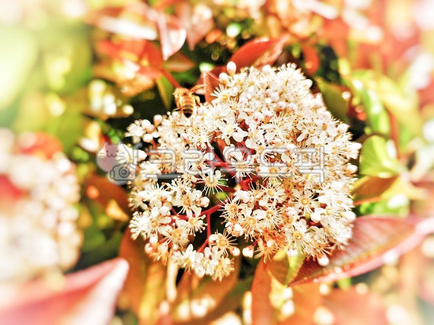 꽃,플라워,식물,꽃뭉치,따스한꽃