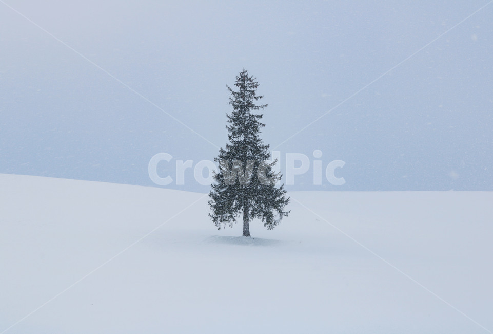 first snow,biei,japan,nature,blizzard,heavy snow,christmas tree,tree,winter,scenery,sapporo,hokkaido,emotion,snow,season