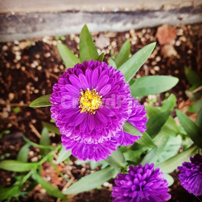 보라,식물,꽃,노랑,자연,힐링,식물,자연,plants,nature,꽃,flower