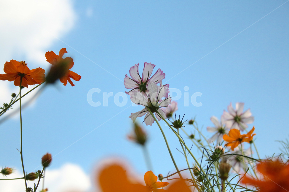 자연,꽃,꽃밭,배경,풍경,flower