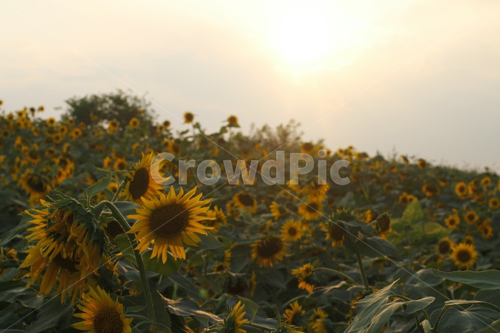 해바라기,꽃,노을,햇빛,자연,식물,flower