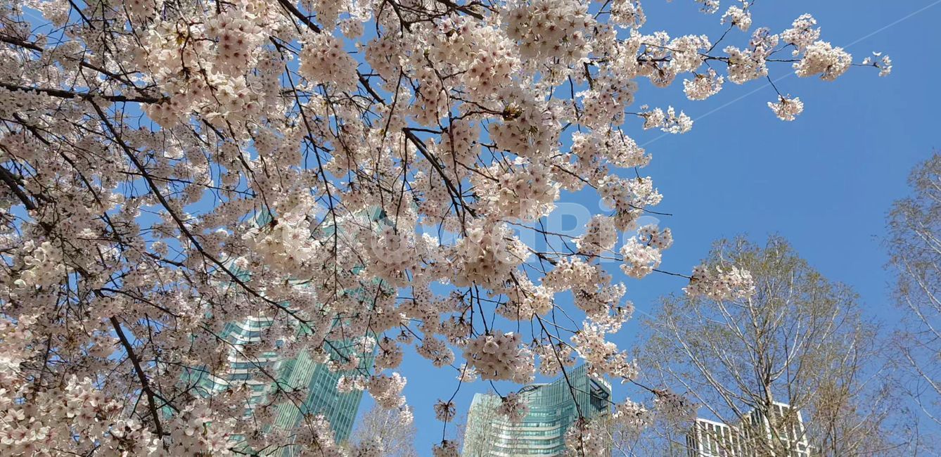 봄,벚꽃,blossom,나무,flower,식물,plant,꽃